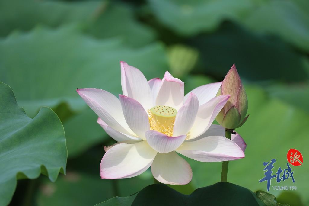 早读｜大湾区四条城际铁路将贯通运营；羊晚记者暗访“招聘陷阱”后续来了