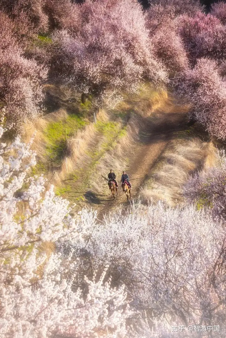 这篇文章告诉你，新疆究竟有多美！