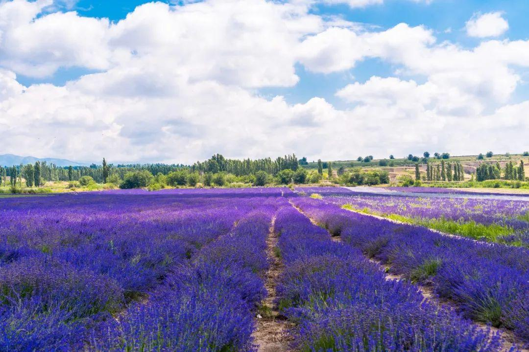 无论南疆or北疆，新疆的美，都美得不像话......