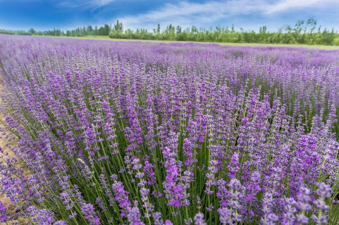 无论南疆or北疆，新疆的美，都美得不像话......