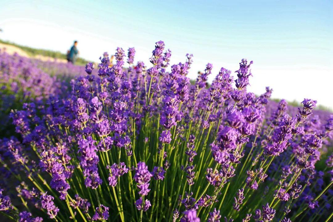 无论南疆or北疆，新疆的美，都美得不像话......