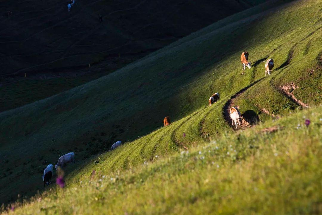 无论南疆or北疆，新疆的美，都美得不像话......