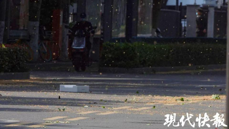 南京遭大风毛絮双重夹击！有人被“硬控”：浑身刺挠