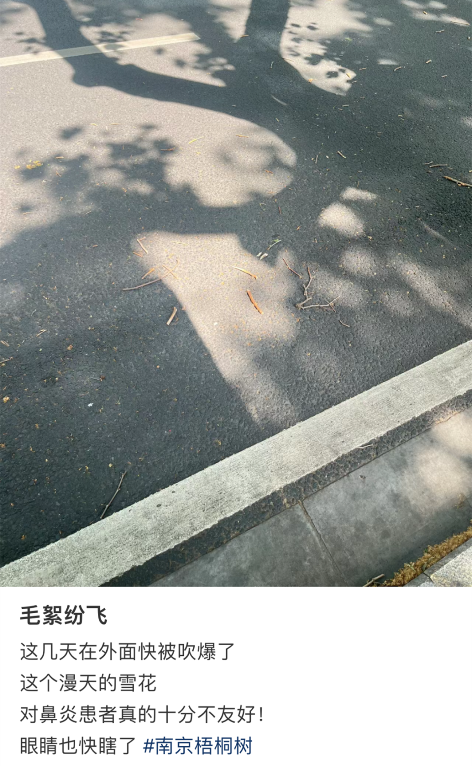 南京遭大风毛絮双重夹击！有人被“硬控”：浑身刺挠