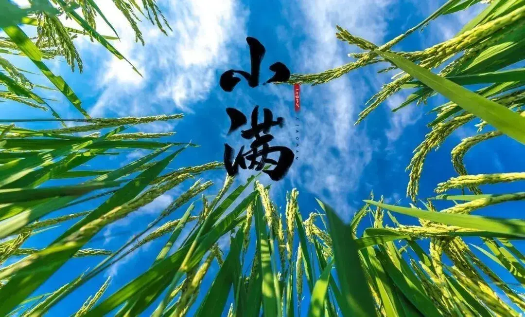 初夏迎小满 万物皆欢欣——记盐关街幼儿园大班小满系列活动