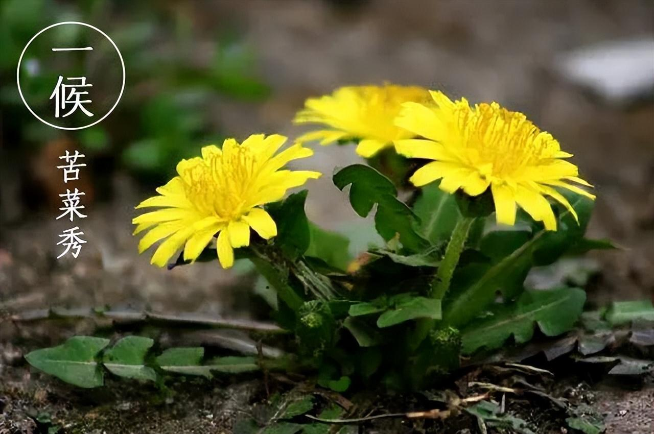 初夏迎小满 万物皆欢欣——记盐关街幼儿园大班小满系列活动