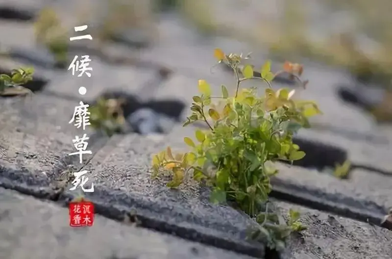 初夏迎小满 万物皆欢欣——记盐关街幼儿园大班小满系列活动