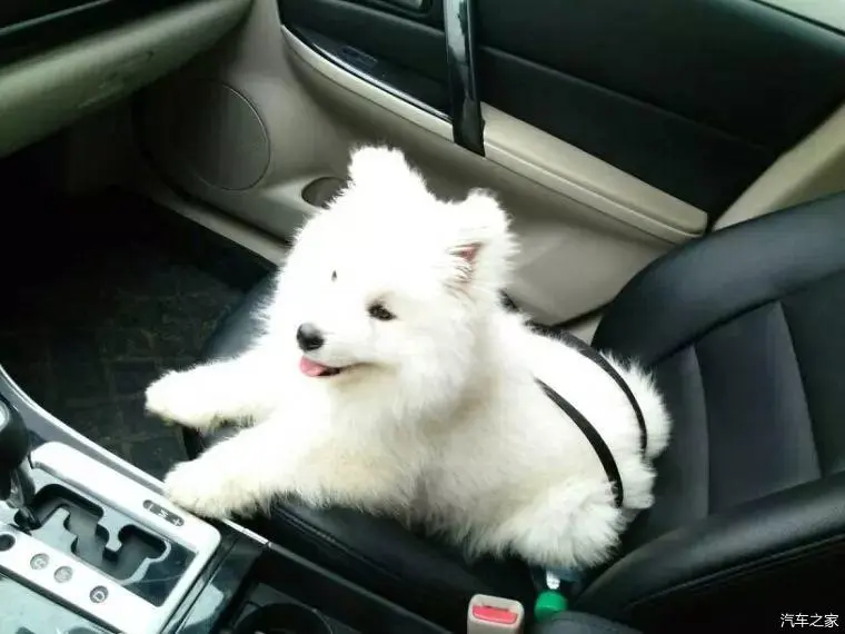 男子带“充气女友”上路，被交警罚300！车主：她碍着谁了？