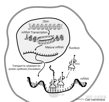 马斯克最新专访：任何人的意见都不重要，物理学是定律，其他一切都是建议