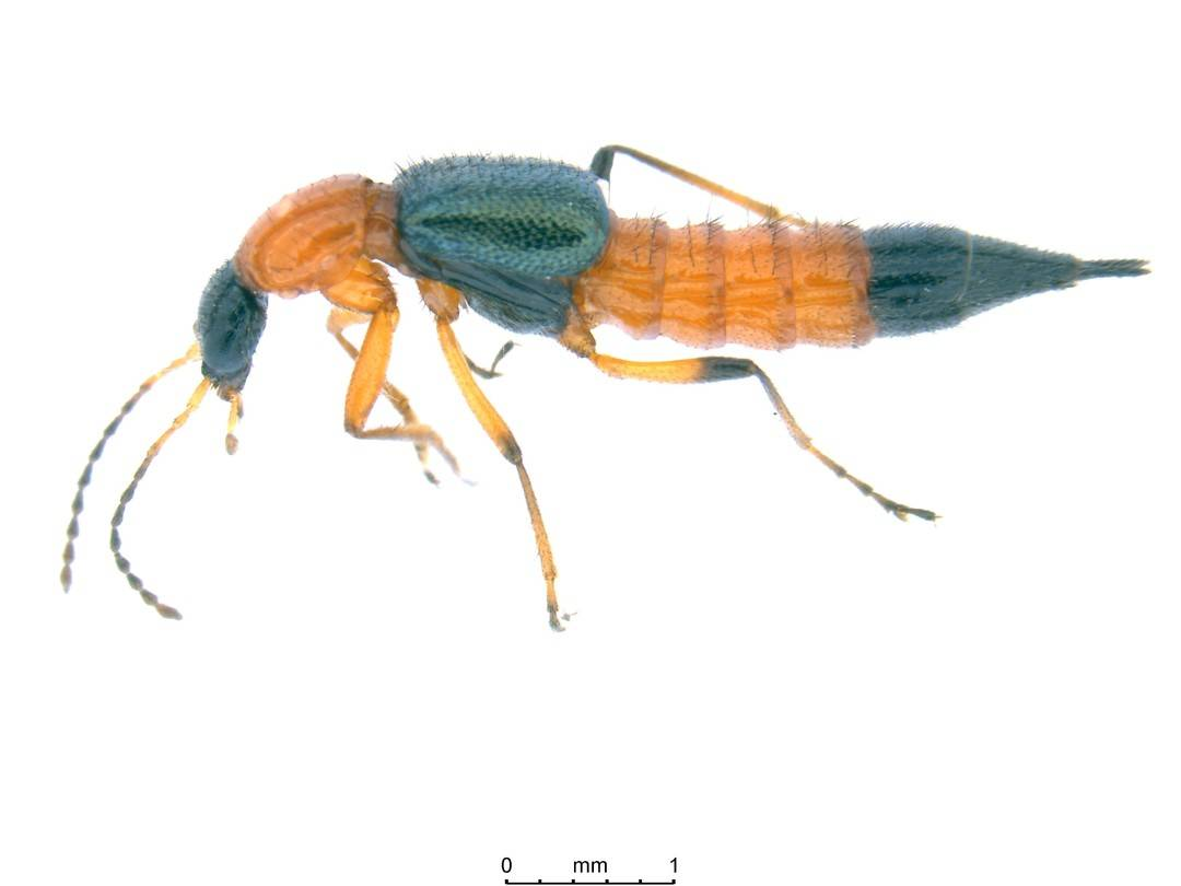 女子拍打毒隐翅虫后皮炎10天未愈，专家：不要拍打，它们不咬人