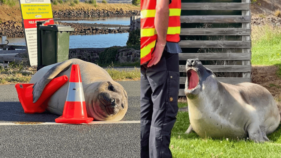 奇葩的请假理由：车被网红海豹尼尔给堵住了！老板最后笑着同意了
