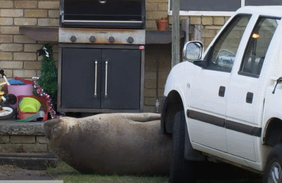 奇葩的请假理由：车被网红海豹尼尔给堵住了！老板最后笑着同意了