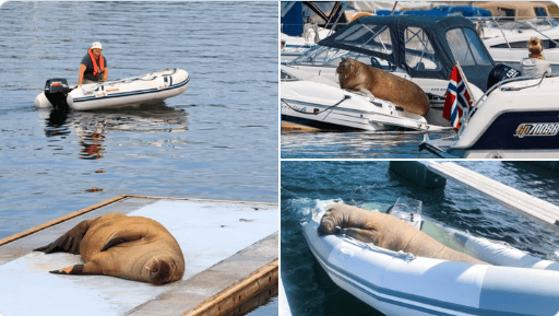奇葩的请假理由：车被网红海豹尼尔给堵住了！老板最后笑着同意了