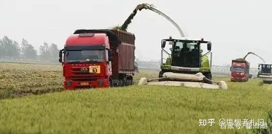 青储小麦：大片麦苗被收割，资本背后的大棋