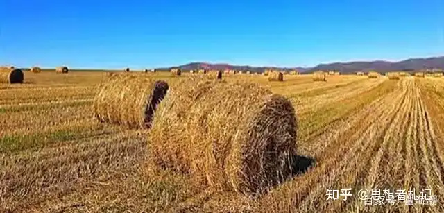 青储小麦：大片麦苗被收割，资本背后的大棋