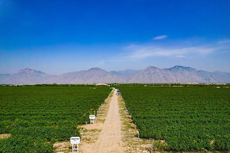 银川市葡萄酒产业综合产值达300亿元