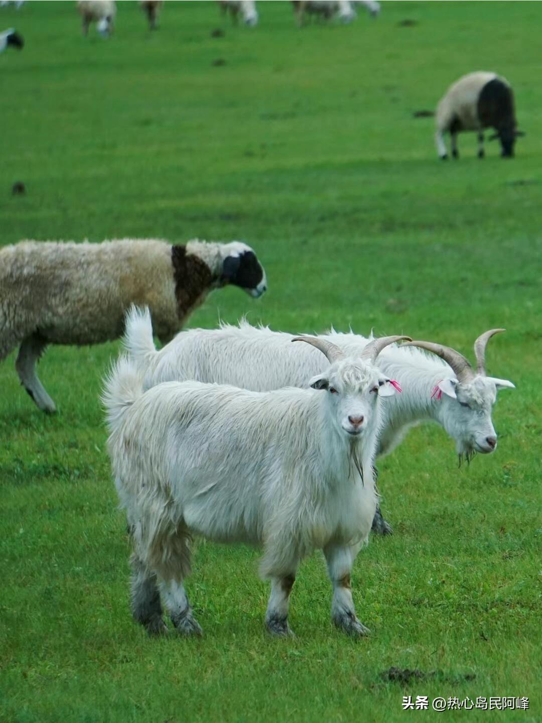 探索大草原，从这份微攻略开始