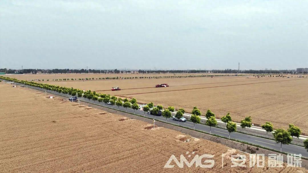 千亩麦田无人收割？安阳实现河南首家千亩无人农场小麦收割-河南 小麦 收割