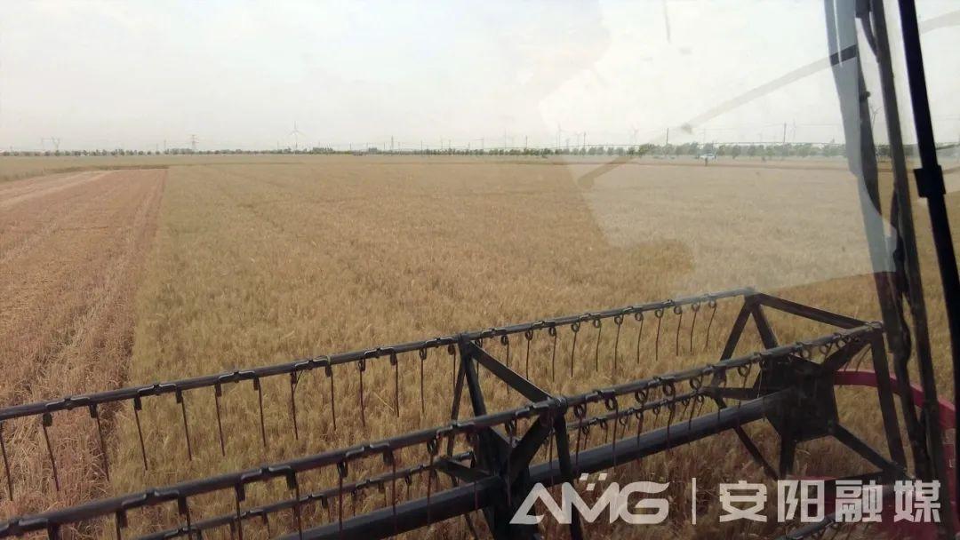 千亩麦田无人收割？安阳实现河南首家千亩无人农场小麦收割-河南 小麦 收割