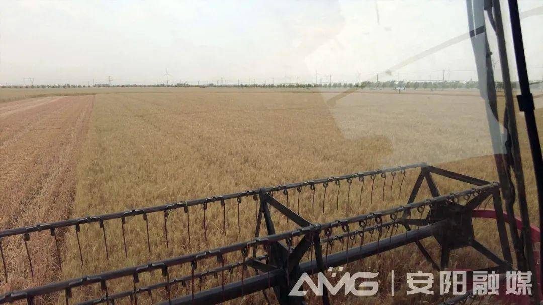 河南首家千亩无人农场小麦收割！位于安阳广润坡高标准农田核心区→-河南小麦播种和收获时间