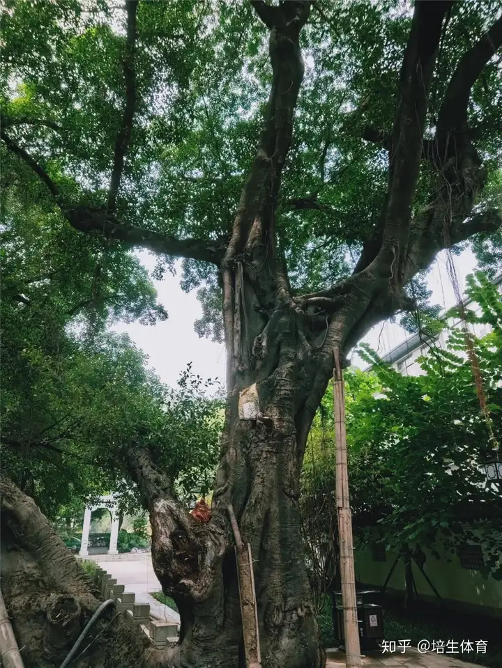 福州内河与龙舟系列之白马河，龙立潮头-福州白马河的传说和来历简介