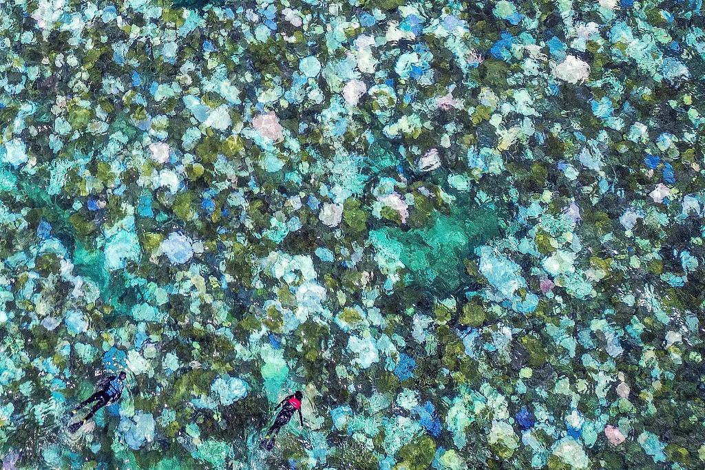 海水长时间异常高温：全球珊瑚礁正在发生第四次白化-珊瑚礁白色如何辨别真伪