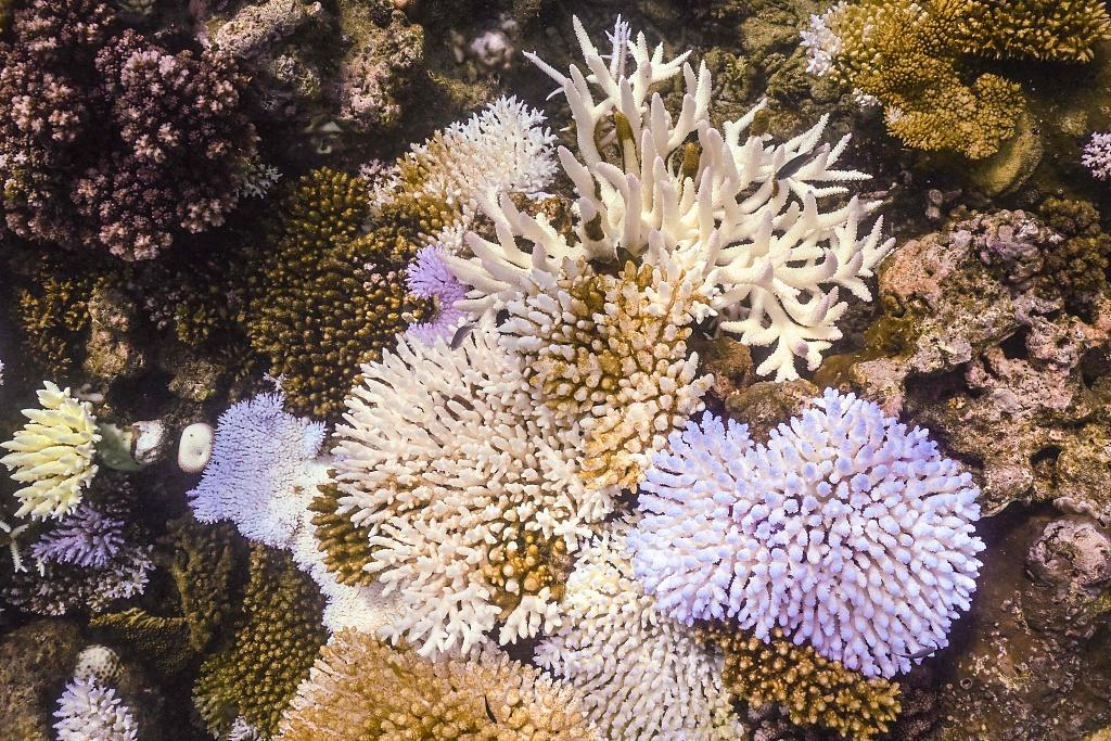 海水长时间异常高温：全球珊瑚礁正在发生第四次白化-珊瑚礁白色如何辨别真伪