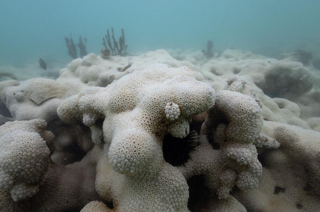 海水长时间异常高温：全球珊瑚礁正在发生第四次白化-珊瑚礁白色如何辨别真伪