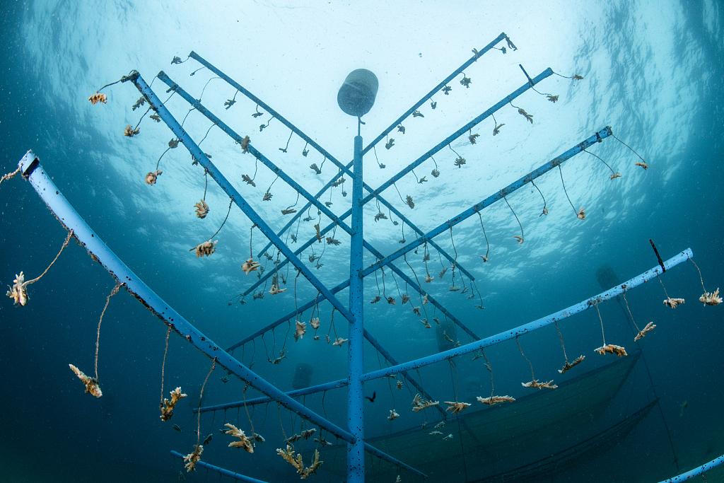 海水长时间异常高温：全球珊瑚礁正在发生第四次白化-珊瑚礁白色如何辨别真伪