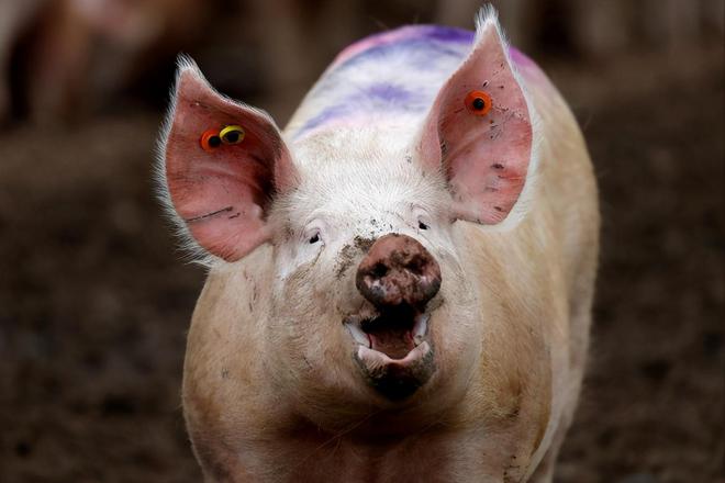 涨了，猪价“涨翻天”！附：6月11日猪价行情-6月1日生猪价格走势