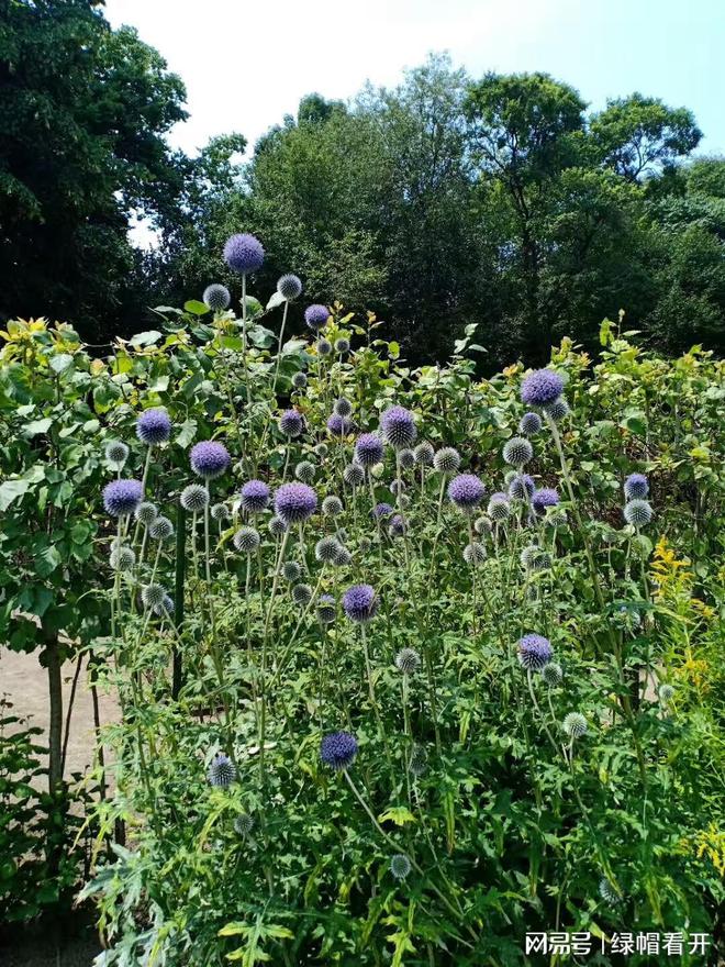 夏天走进大自然-夏天在大自然中感受到的快乐
