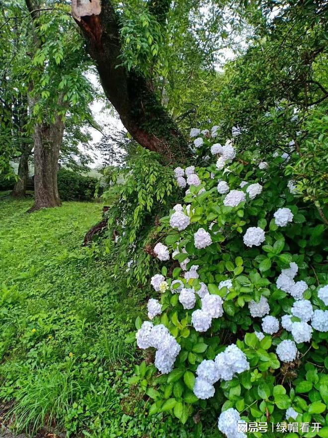 夏天走进大自然-夏天在大自然中感受到的快乐