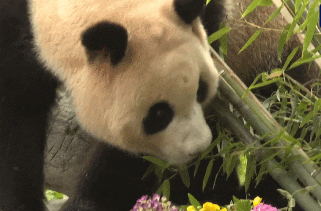 热搜第一！顶流“女星”正式营业！-官方认证顶流女明星