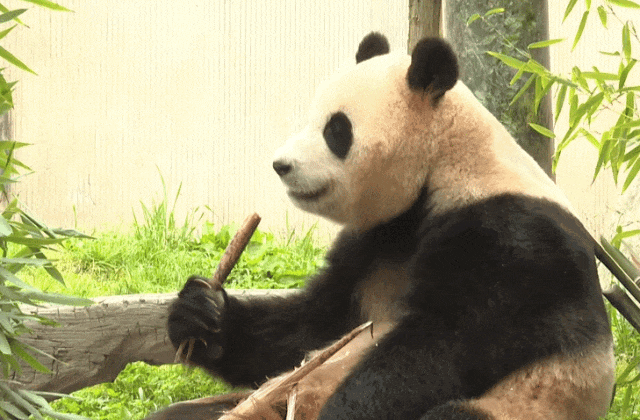 热搜第一！顶流“女星”正式营业！-官方认证顶流女明星