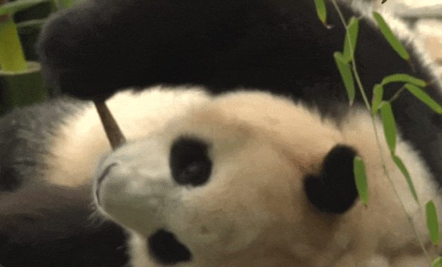 热搜第一！顶流“女星”正式营业！-官方认证顶流女明星