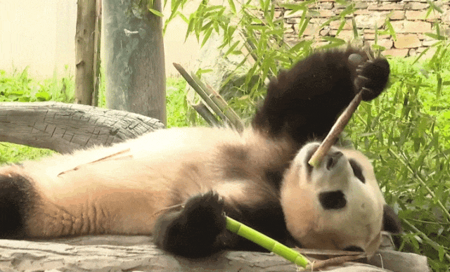 热搜第一！顶流“女星”正式营业！-官方认证顶流女明星