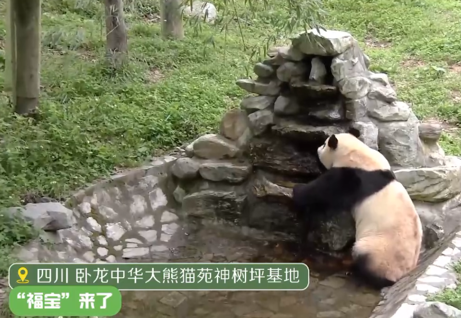 热搜第一！顶流“女星”正式营业！-官方认证顶流女明星