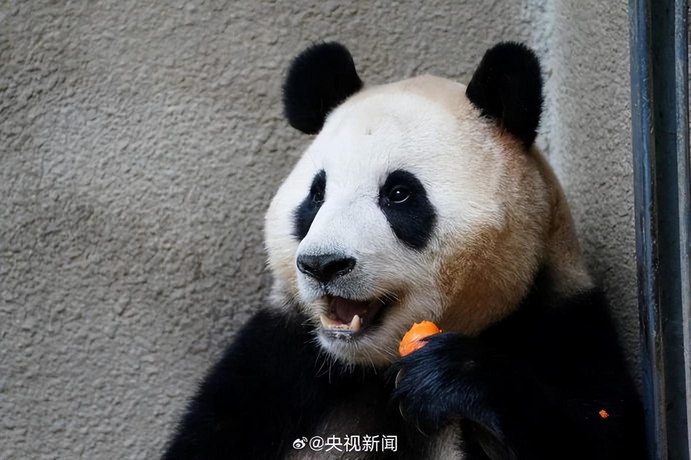 热搜第一！顶流“女星”正式营业！-官方认证顶流女明星