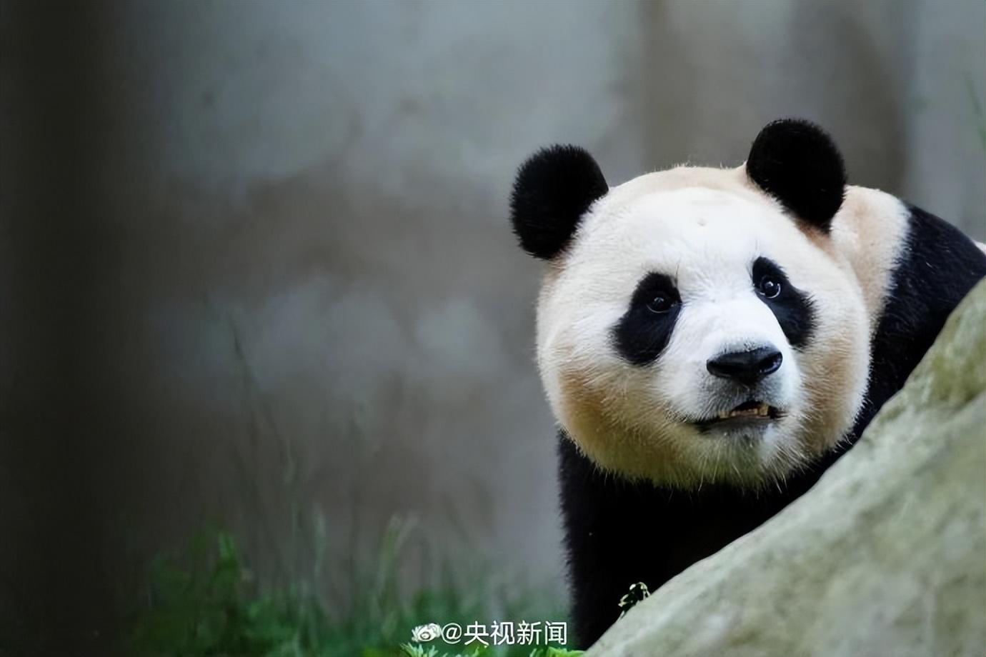 热搜第一！顶流“女星”正式营业！-官方认证顶流女明星