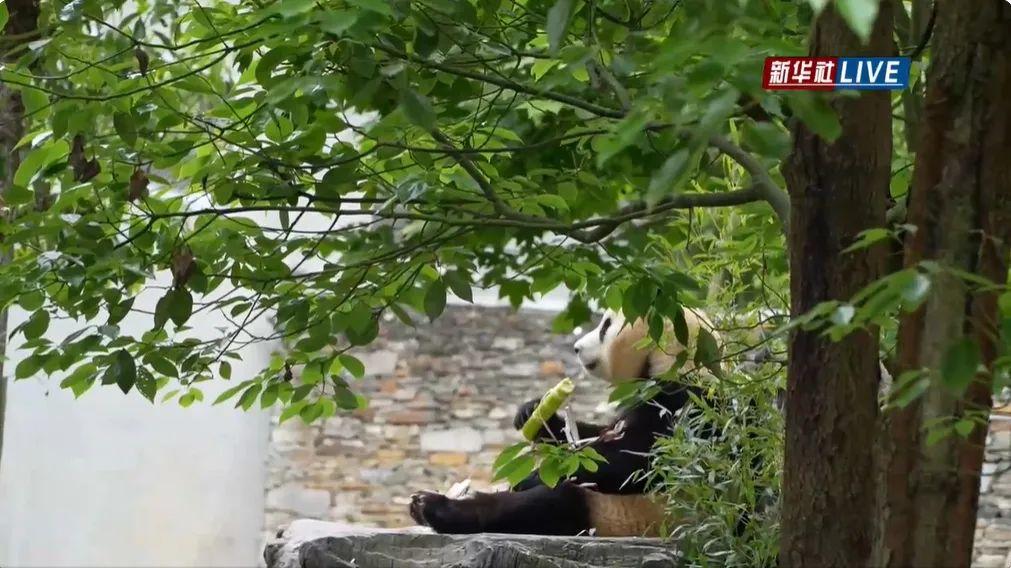 凌晨4点赶来排队！顶流“女星”今天正式营业！-女顶流排名