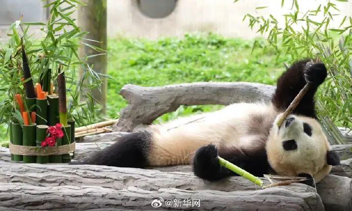 凌晨4点赶来排队！顶流“女星”今天正式营业！-女顶流排名