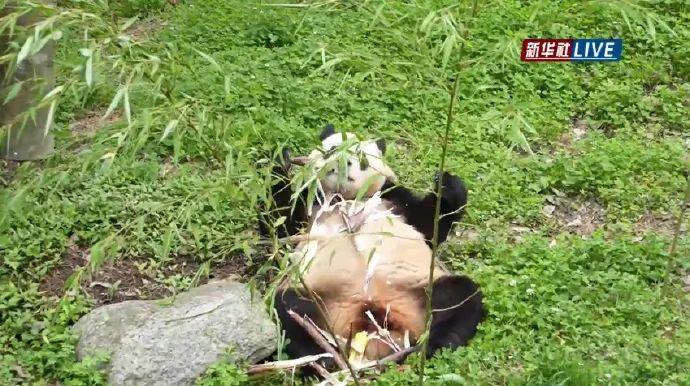 凌晨4点赶来排队！顶流“女星”今天正式营业！-女顶流排名