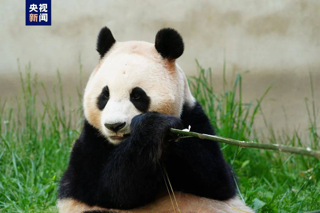 今天，“顶流女星”正式营业！-当今顶流明星