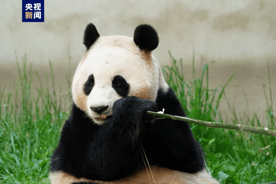 “顶流女星”福宝正式营业！-福宝的小说好看吗