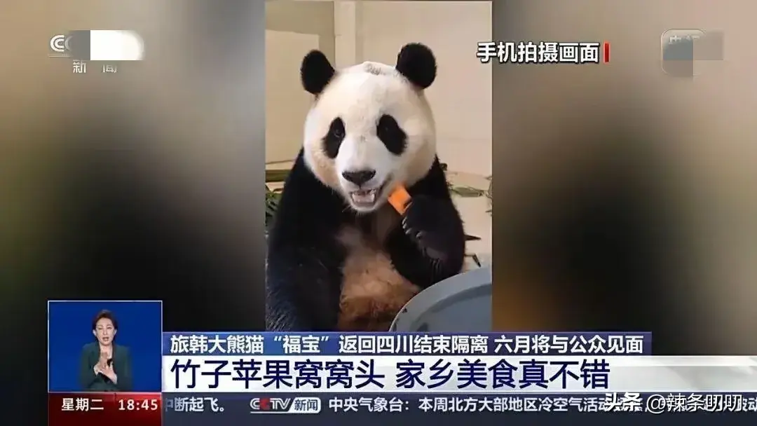 愈演愈烈！韩网友要求归还大熊猫福宝，跑到大使馆、时代广场闹事-韩国申遗大熊猫