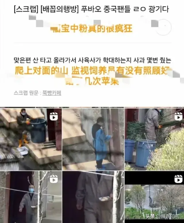 愈演愈烈！韩网友要求归还大熊猫福宝，跑到大使馆、时代广场闹事-韩国申遗大熊猫