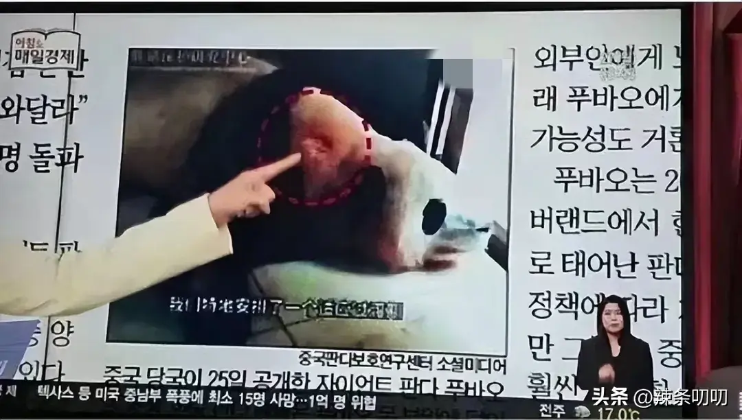 愈演愈烈！韩网友要求归还大熊猫福宝，跑到大使馆、时代广场闹事-韩国申遗大熊猫