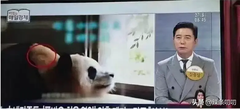 愈演愈烈！韩网友要求归还大熊猫福宝，跑到大使馆、时代广场闹事-韩国申遗大熊猫