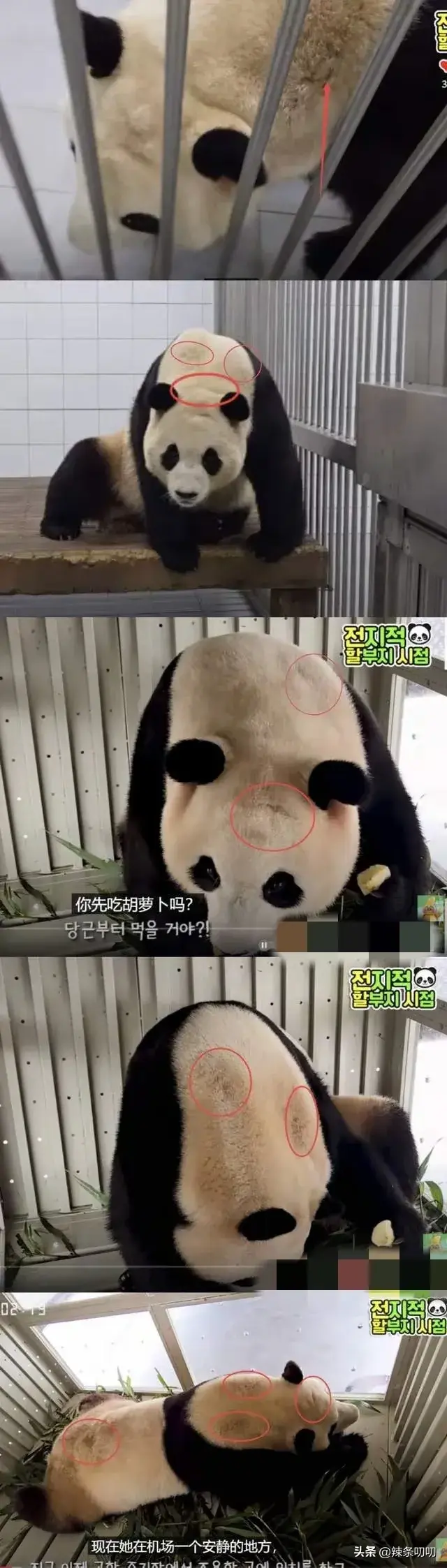 愈演愈烈！韩网友要求归还大熊猫福宝，跑到大使馆、时代广场闹事-韩国申遗大熊猫