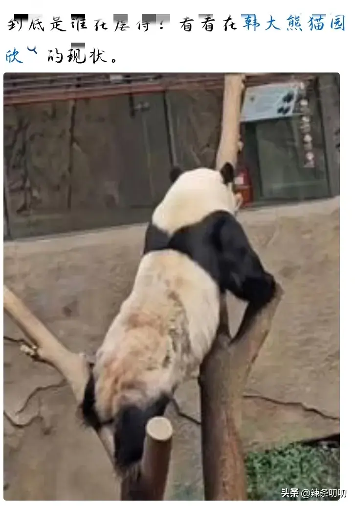 愈演愈烈！韩网友要求归还大熊猫福宝，跑到大使馆、时代广场闹事-韩国申遗大熊猫